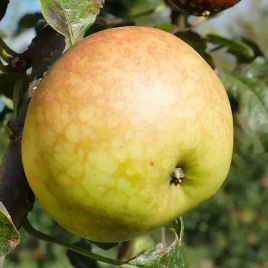 Manzano para sidra 'Guillevic'